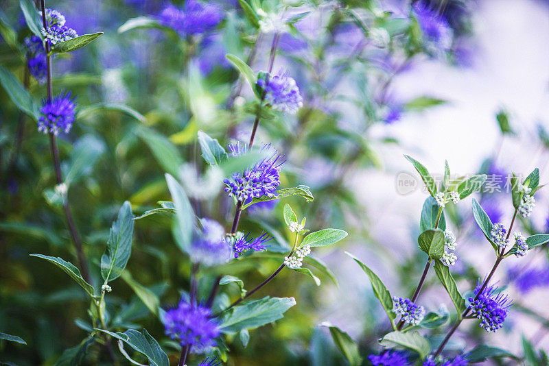 蓝雾绣线菊大量生长。Caryopteris Clandonensis